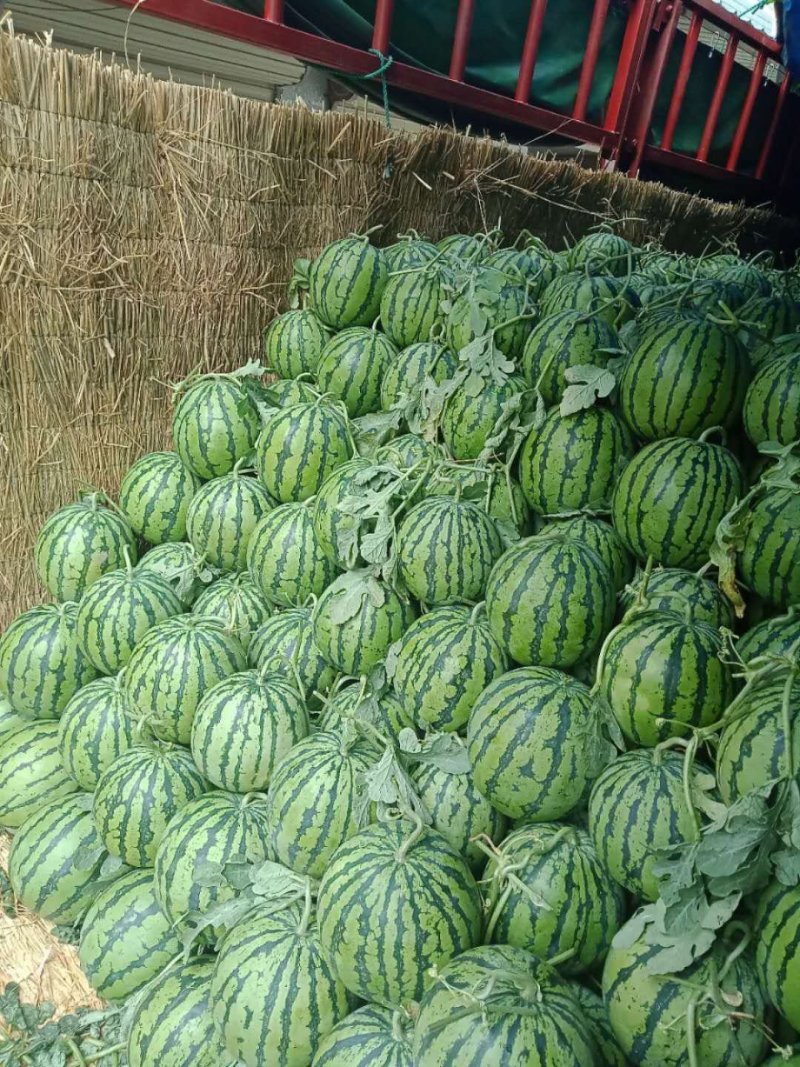 精品甜王西瓜八斤打低产地直供货量充足保质保量
