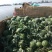 精品甜王西瓜八斤打低产地直供货量充足保质保量