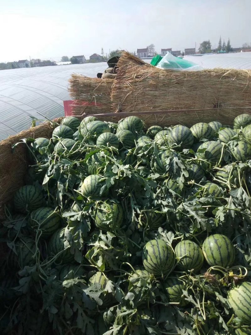 精品甜王西瓜八斤打低产地直供货量充足保质保量