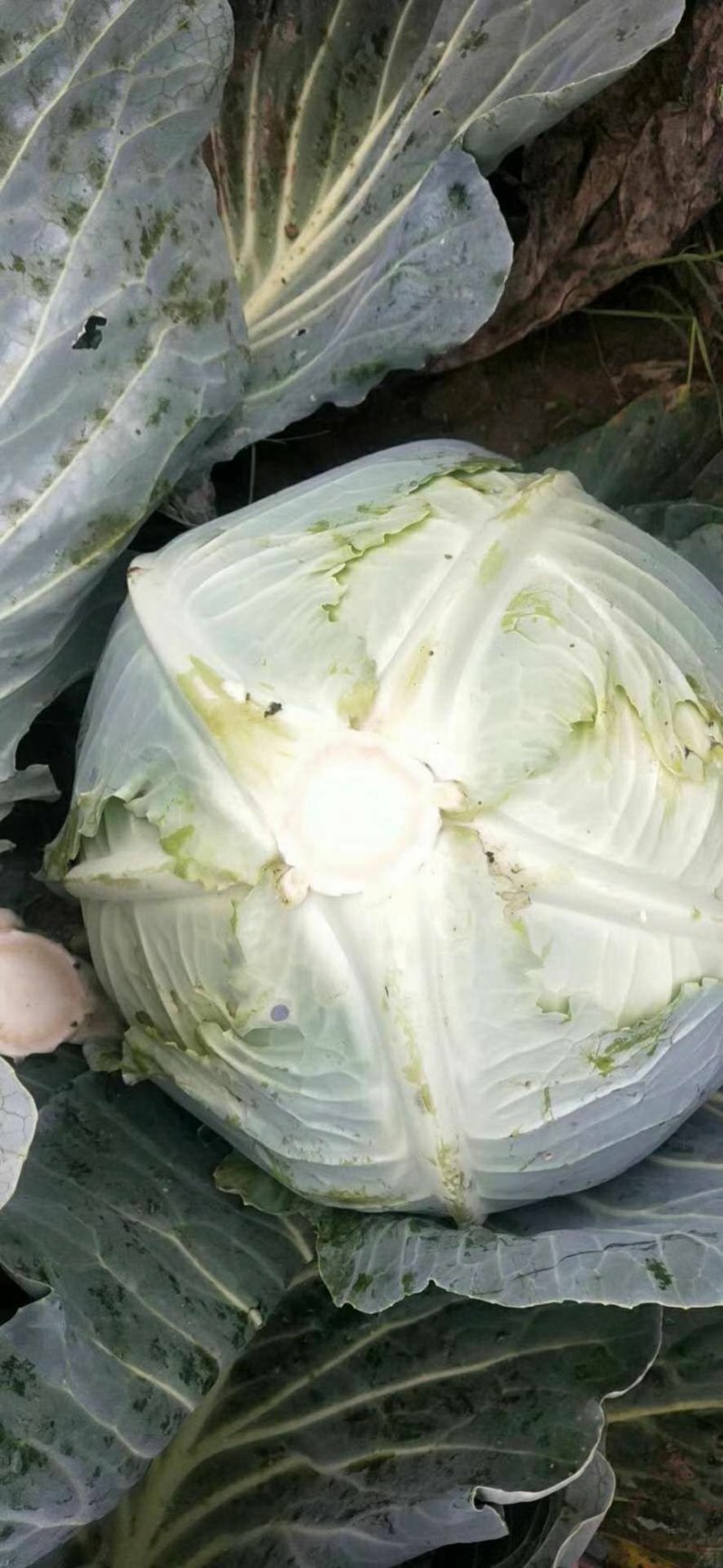 包菜豪帝厚叶，耐运输，芯把搁几天不腐烂七分熟