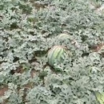 甜王，秀度西瓜大量上市啦！