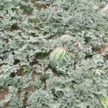 甜王，秀度西瓜大量上市啦！