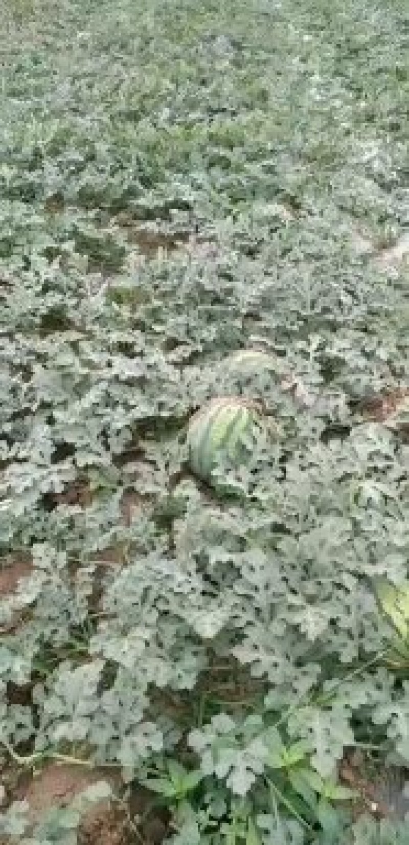 甜王，秀度西瓜大量上市啦！