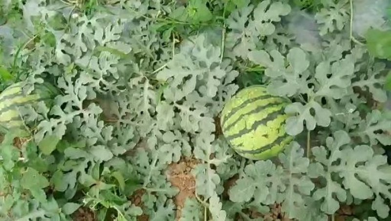甜王，秀度西瓜大量上市啦！