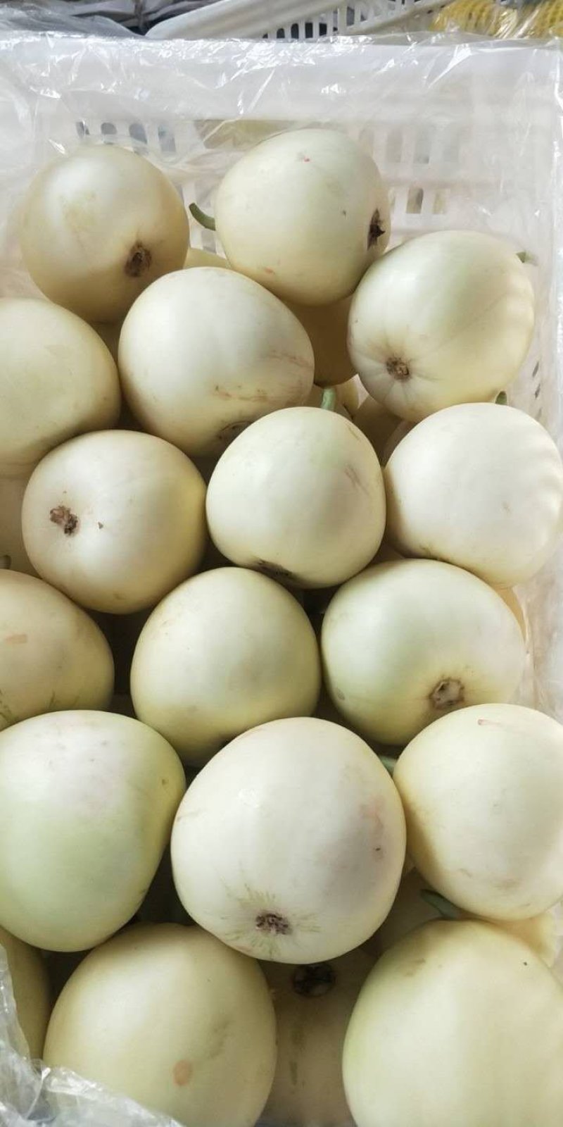 小甜瓜