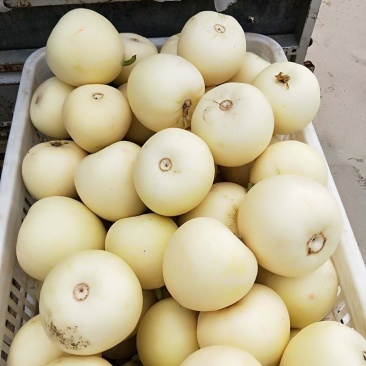 小甜瓜