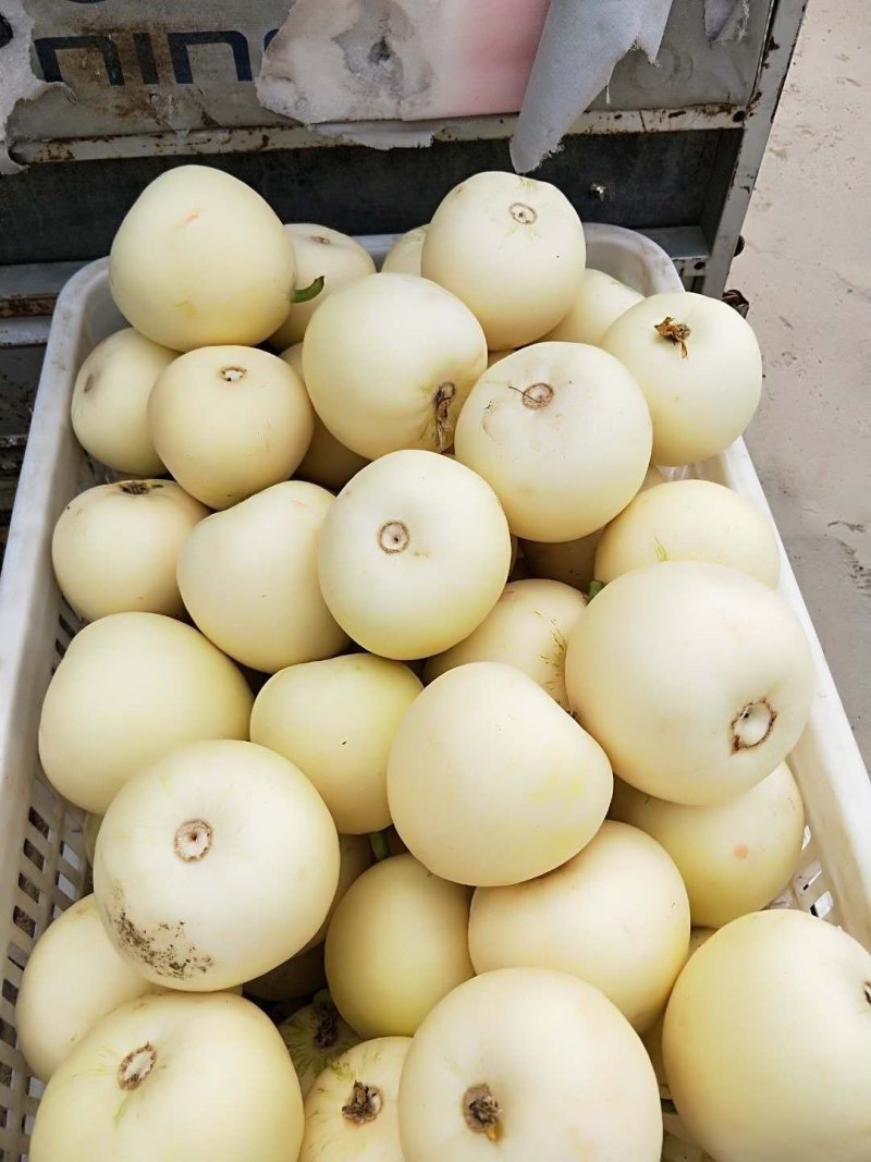小甜瓜