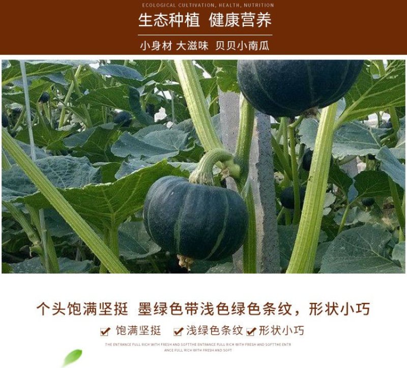 一件代发板栗贝贝小南瓜板栗南瓜只做真品南瓜新鲜南瓜蔬菜