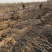 河北昌黎君林苗木基地直供0.8-8公分山楂树苗