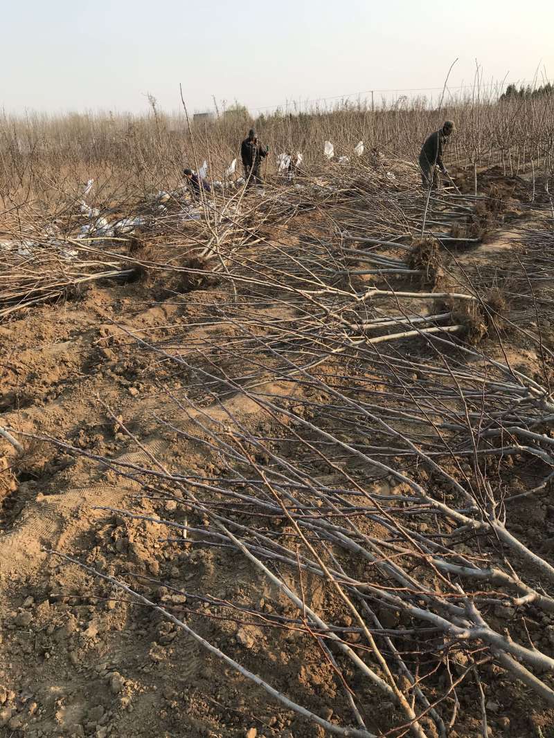 河北昌黎君林苗木基地直供0.8-8公分山楂树苗