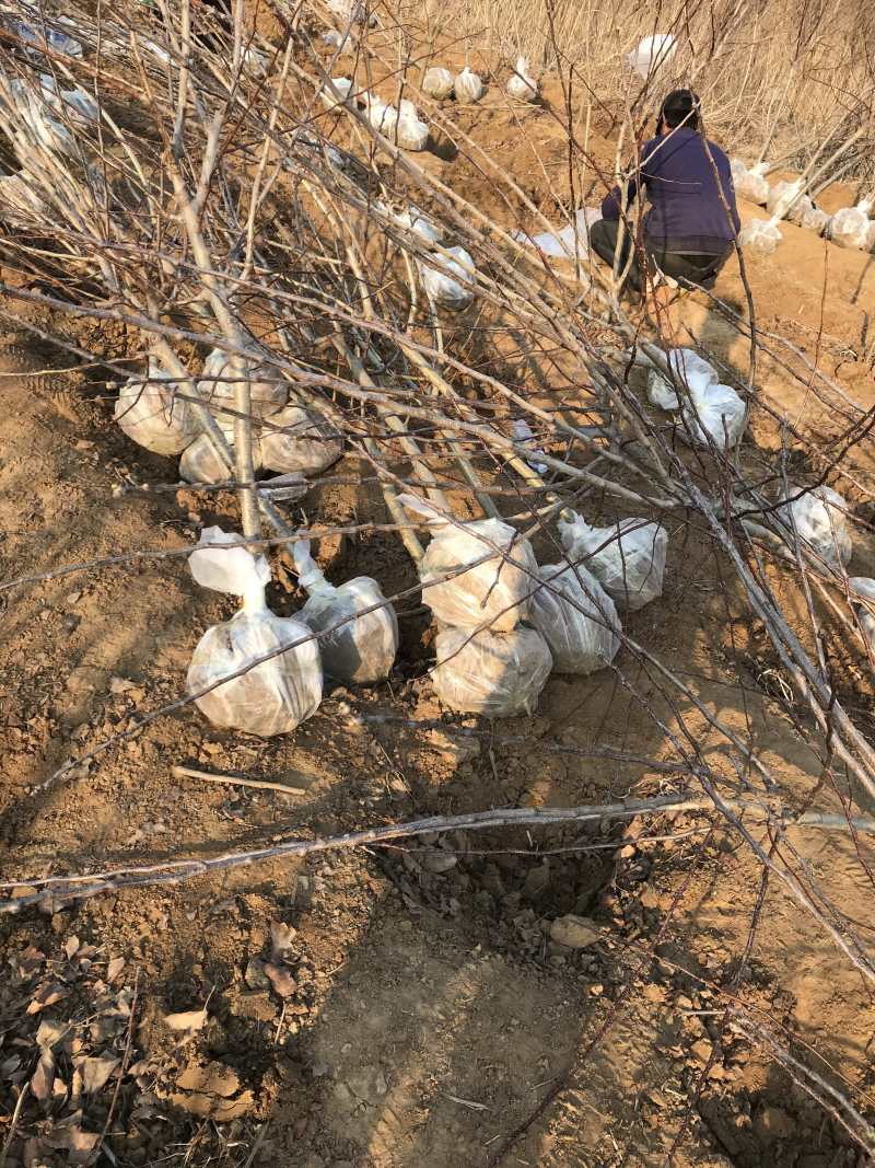 河北昌黎君林苗木基地直供0.8-8公分山楂树苗
