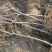 河北昌黎君林苗木基地直供0.8-8公分山楂树苗