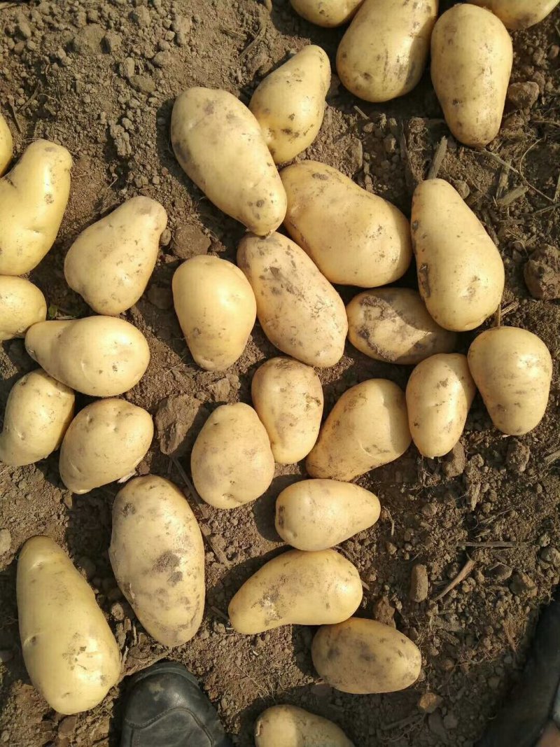 徐州丰县优质黄心土豆大量上市