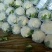 花菜,实花颜色白净,紧实。。。。。。。。
