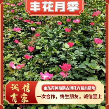 丰花月季!红帽月季!地被月季!绿化工程专用苗木