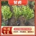 金叶女贞,金森女贞,小叶女贞,日本女贞种植基地