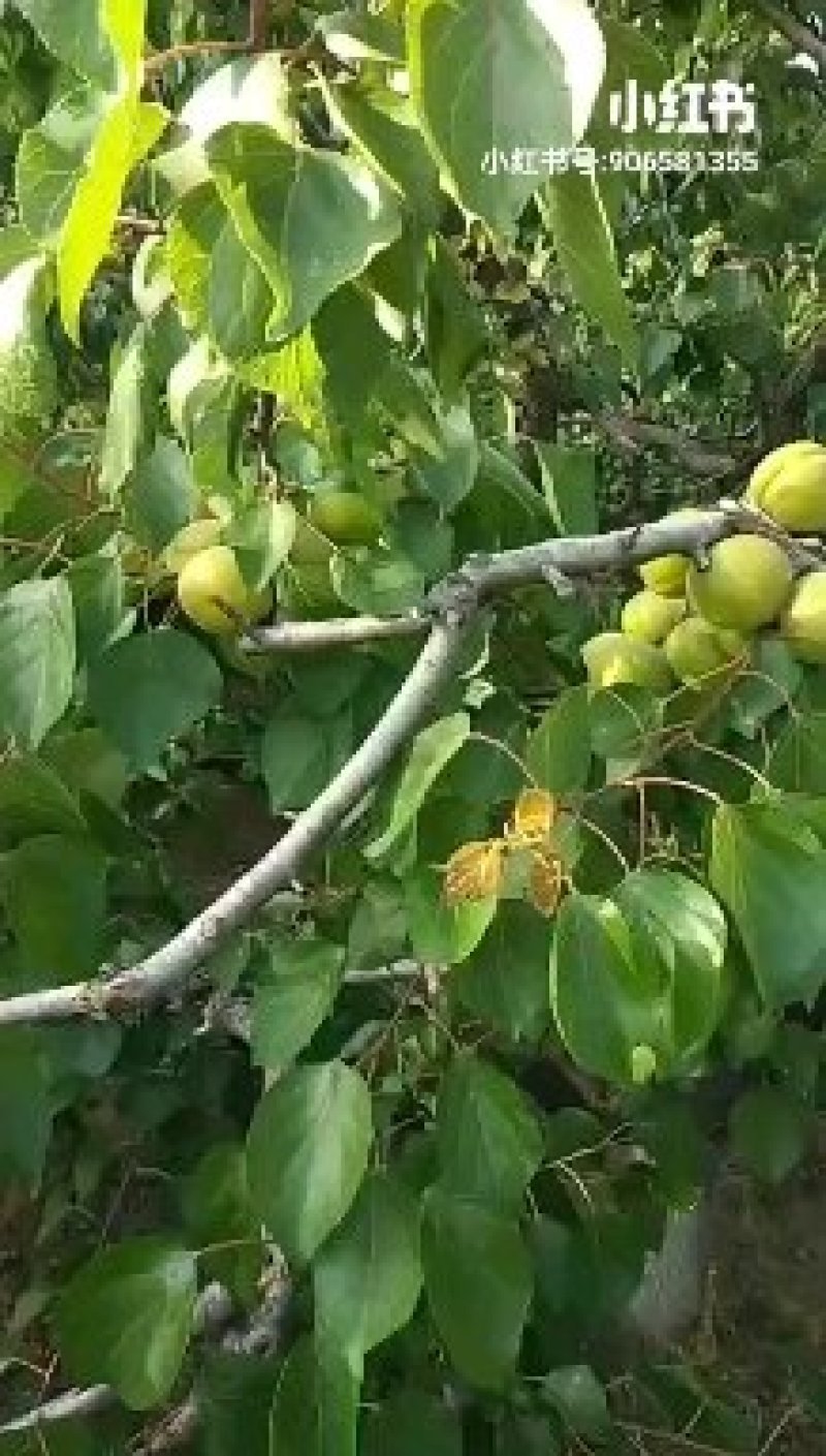 金太阳、杏、露天、无疤痕