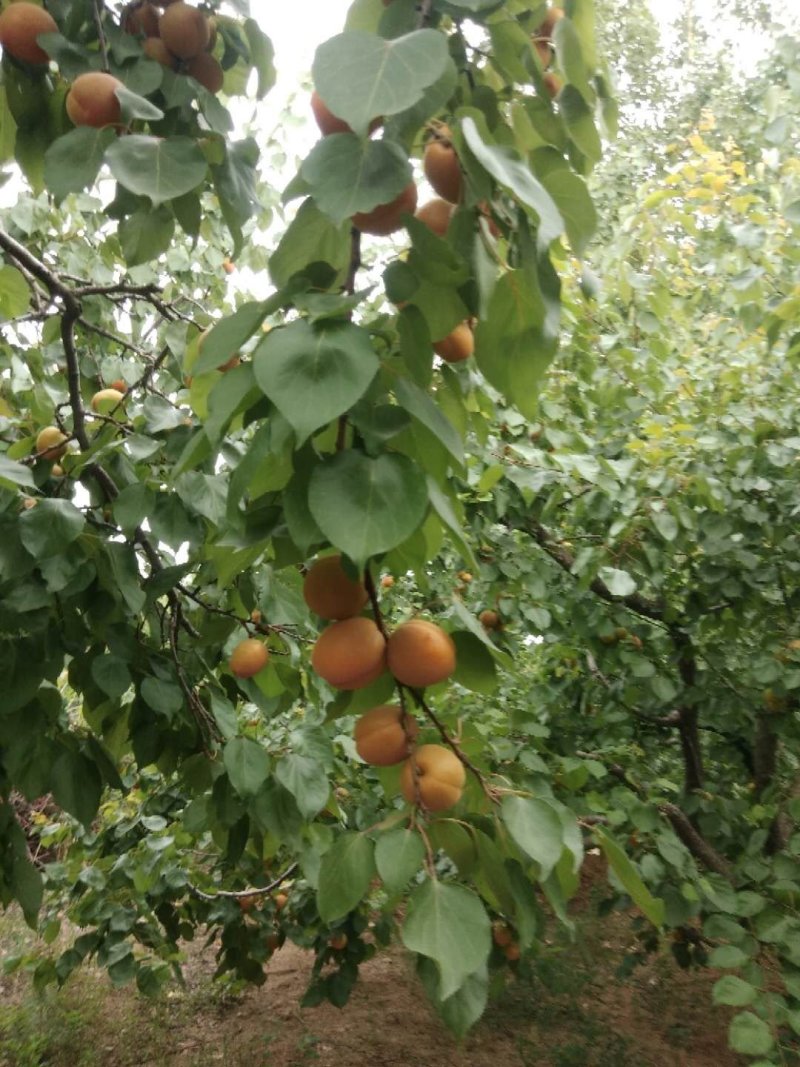 金太阳、杏、露天、无疤痕