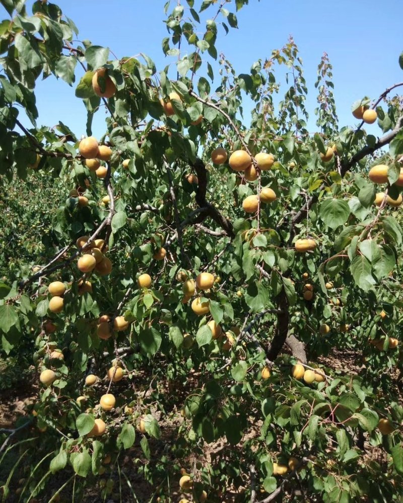 金太阳、杏、露天、无疤痕