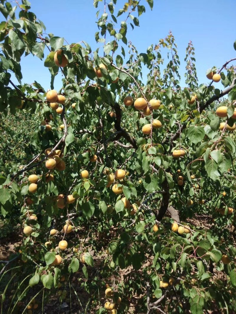 金太阳、杏、露天、无疤痕