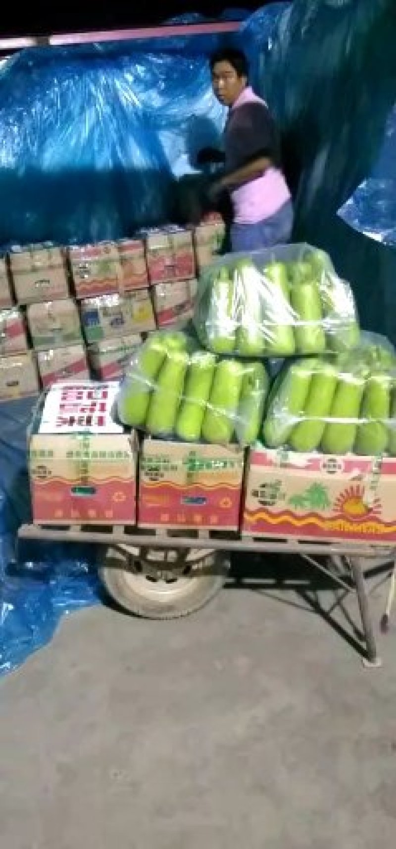 瓠瓜产地直供质量保证