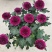 菊花苗乒乓菊、荷兰菊、泰迪菊扦插小苗切花和盆栽都有