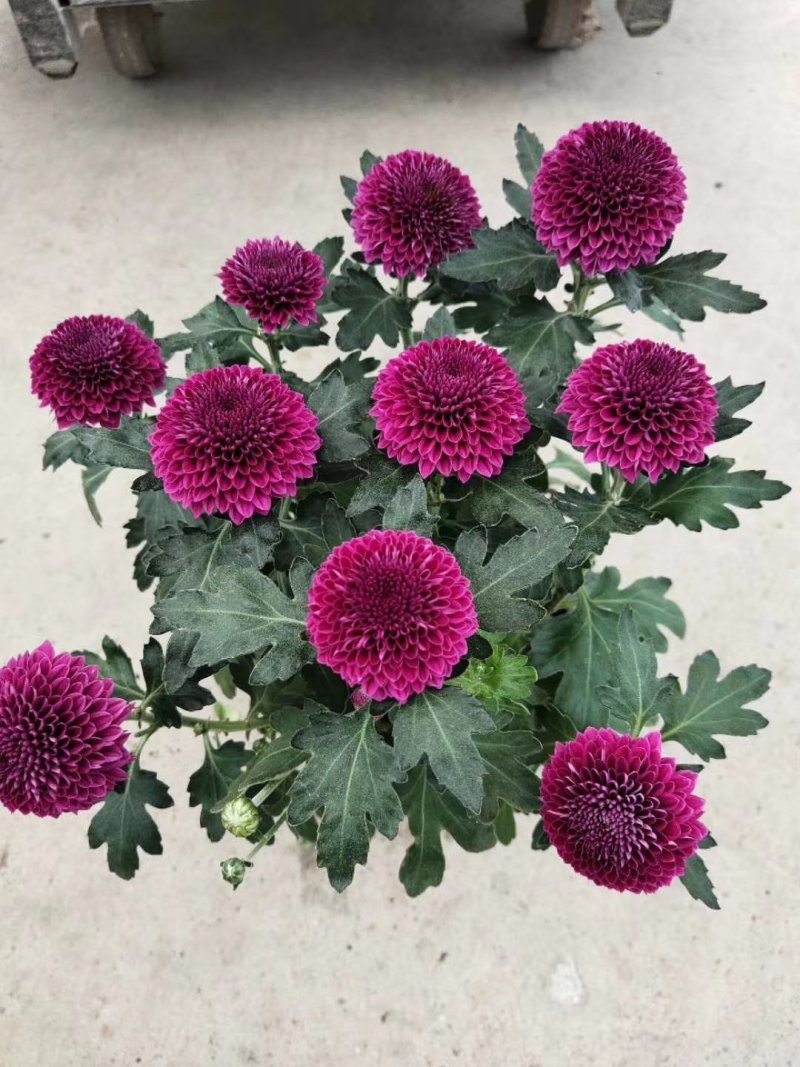 菊花苗乒乓菊、荷兰菊、泰迪菊扦插小苗切花和盆栽都有