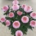 菊花苗乒乓菊、荷兰菊、泰迪菊扦插小苗切花和盆栽都有