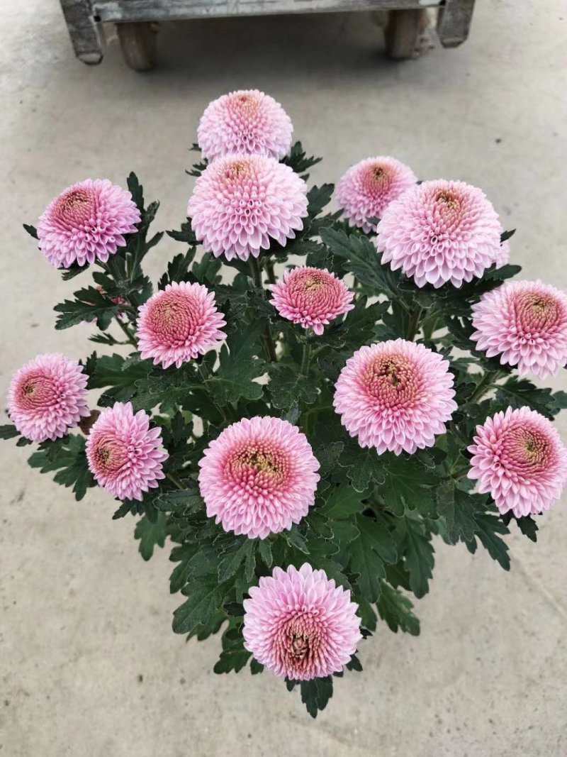 菊花苗乒乓菊、荷兰菊、泰迪菊扦插小苗切花和盆栽都有