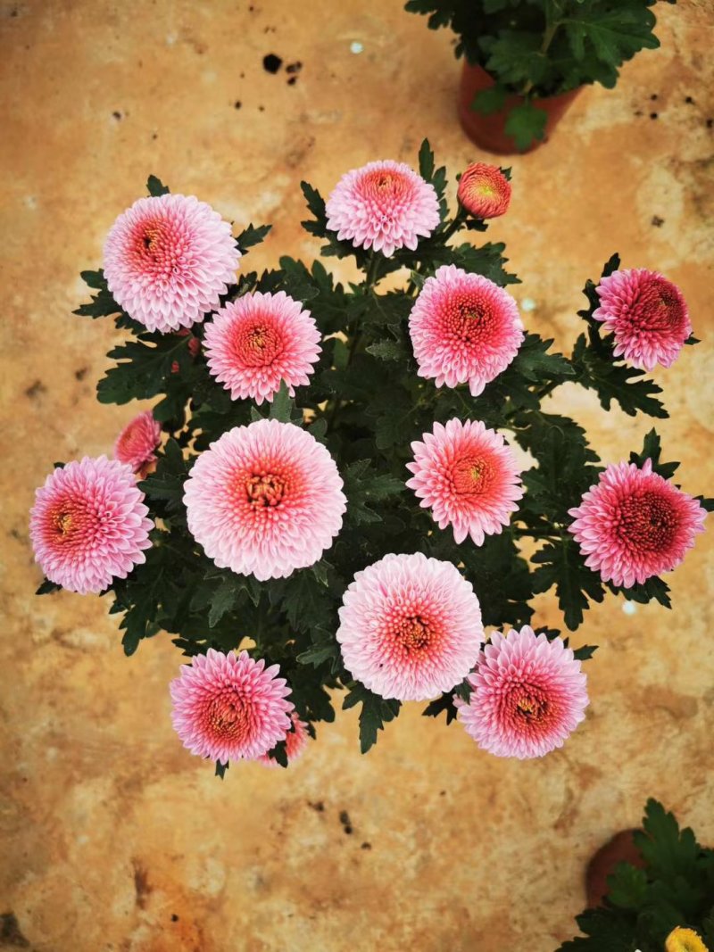 菊花苗乒乓菊、荷兰菊、泰迪菊扦插小苗切花和盆栽都有