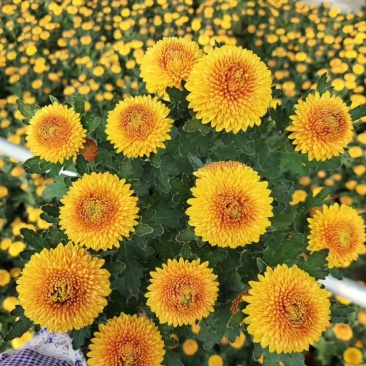 菊花苗乒乓菊、荷兰菊、泰迪菊扦插小苗切花和盆栽都有