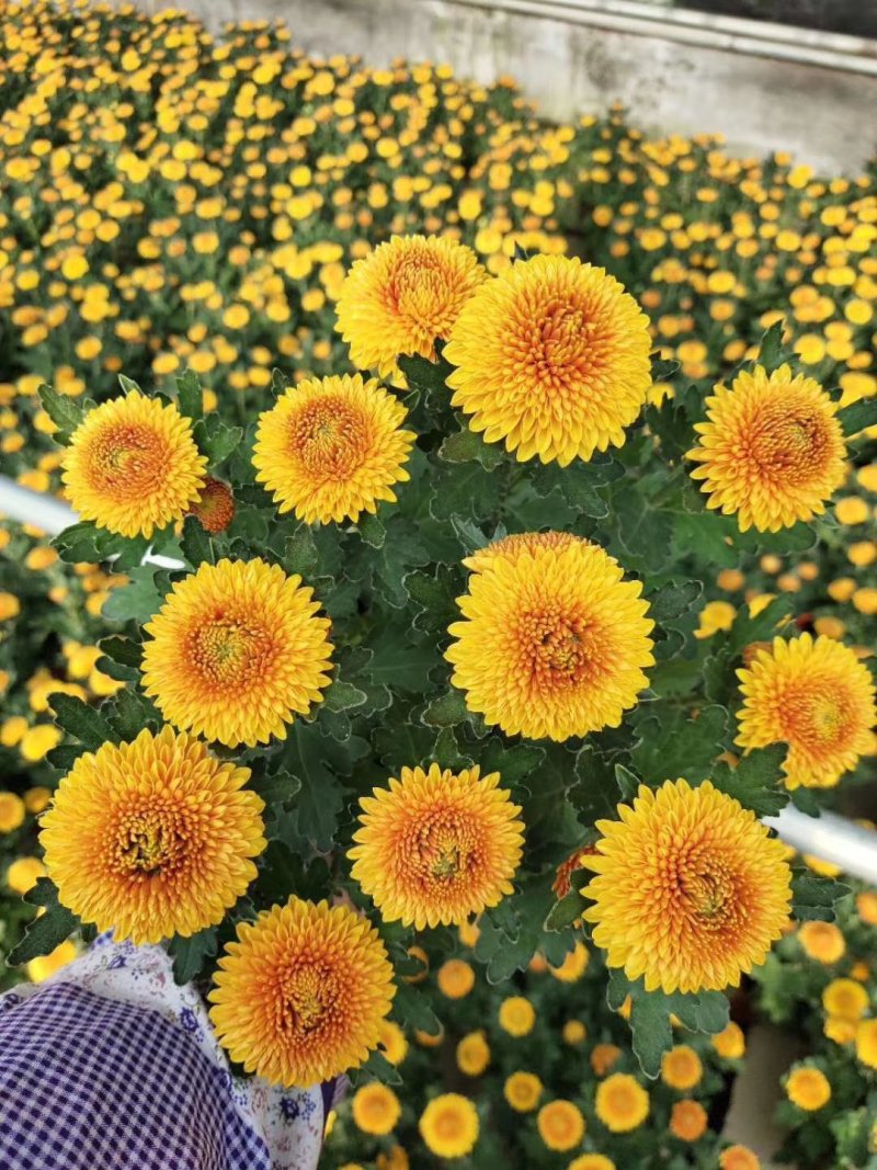 菊花苗乒乓菊、荷兰菊、泰迪菊扦插小苗切花和盆栽都有