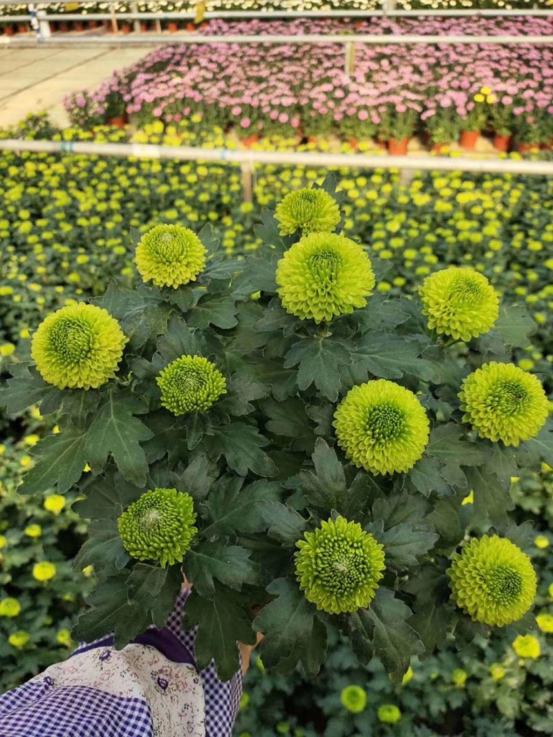 菊花苗乒乓菊、荷兰菊、泰迪菊扦插小苗切花和盆栽都有