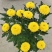 菊花苗乒乓菊、荷兰菊、泰迪菊扦插小苗切花和盆栽都有