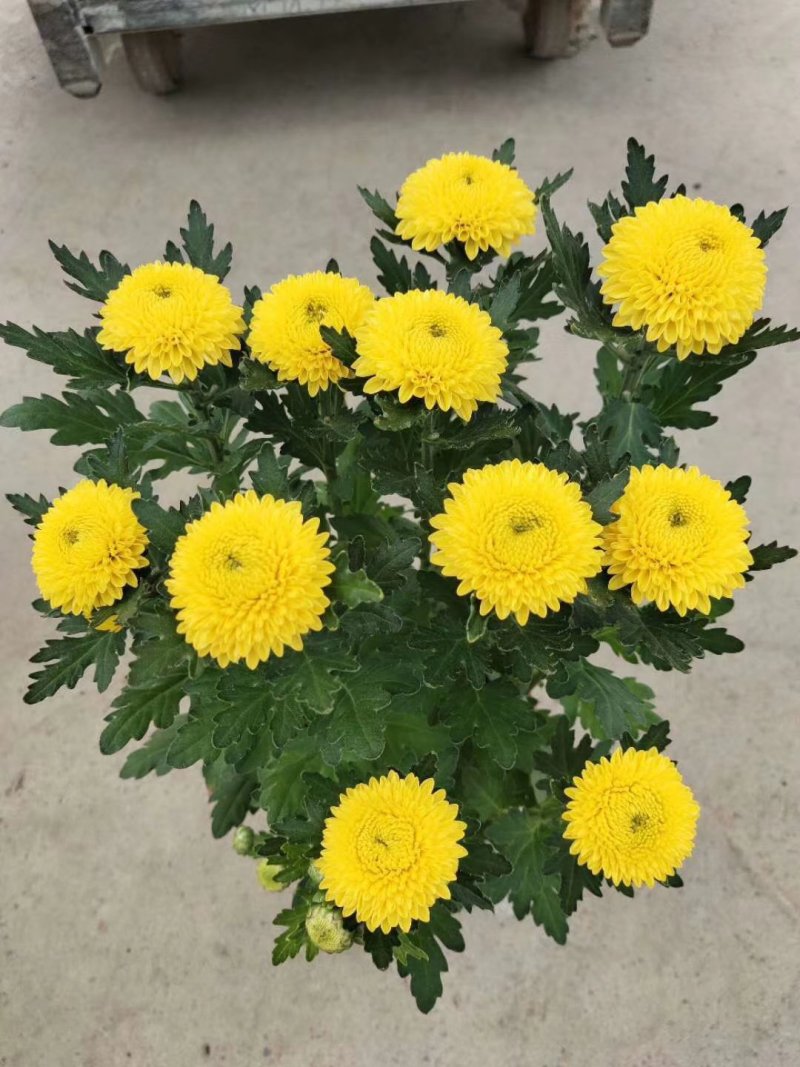 菊花苗乒乓菊、荷兰菊、泰迪菊扦插小苗切花和盆栽都有