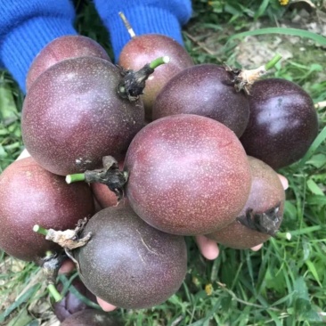 紫香百香果