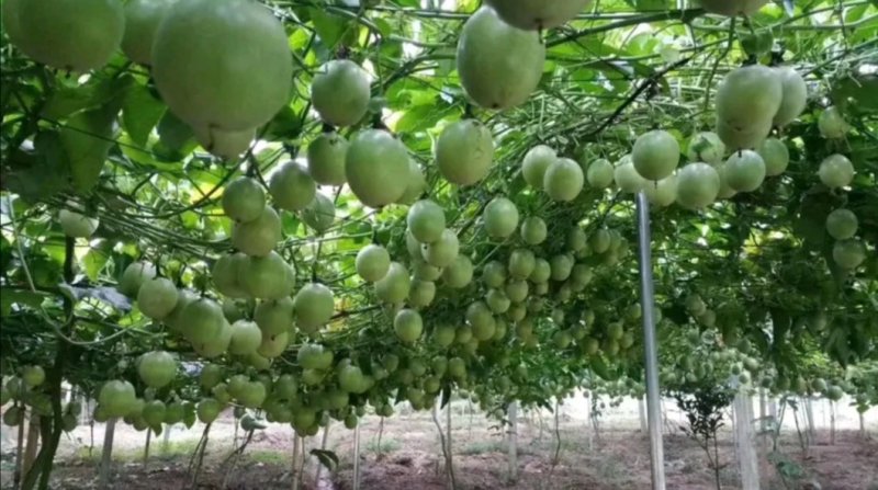 紫香百香果