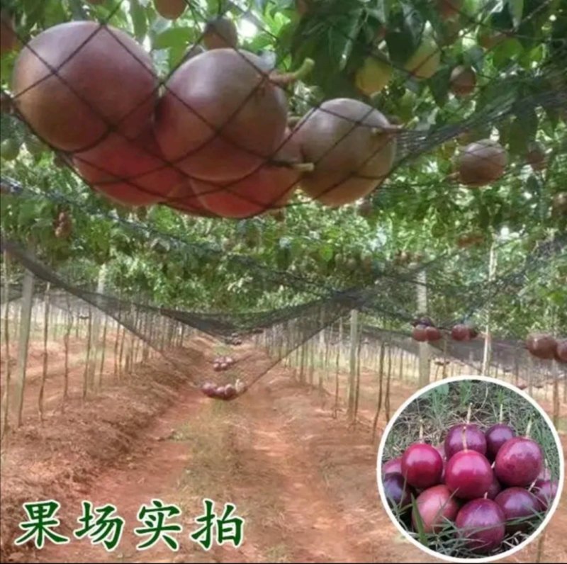紫香百香果