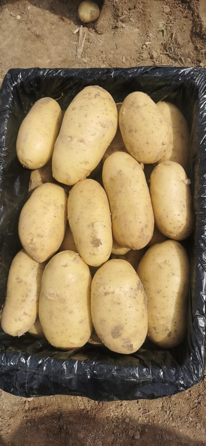 精品山东土豆