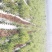 北苍术种苗产地河北纯度100%全国包邮