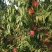 纸夹膜毛桃现货直发，可包装，可批发！