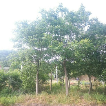 4-22公分单杆朴树，丛生朴树