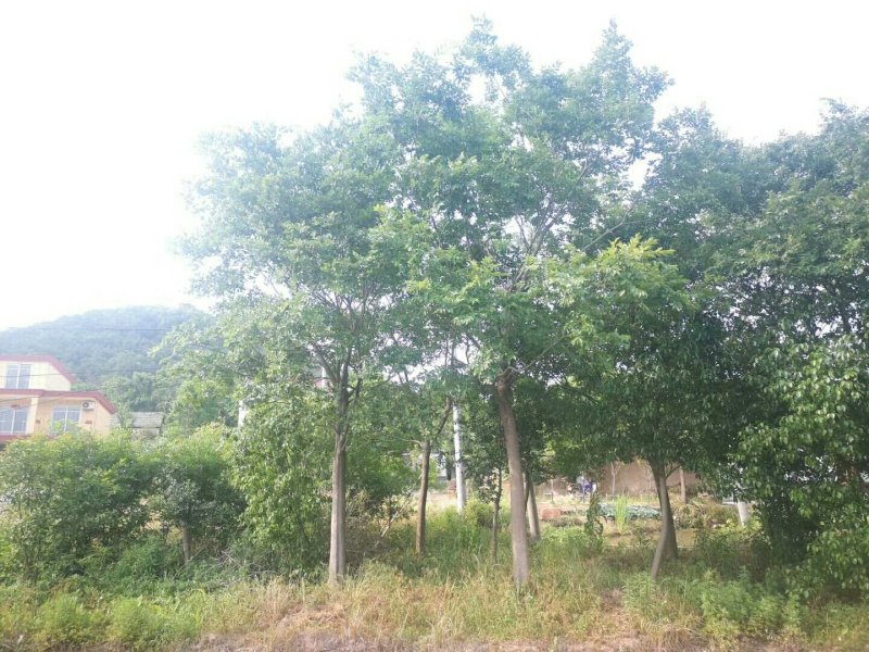 4-22公分单杆朴树，丛生朴树