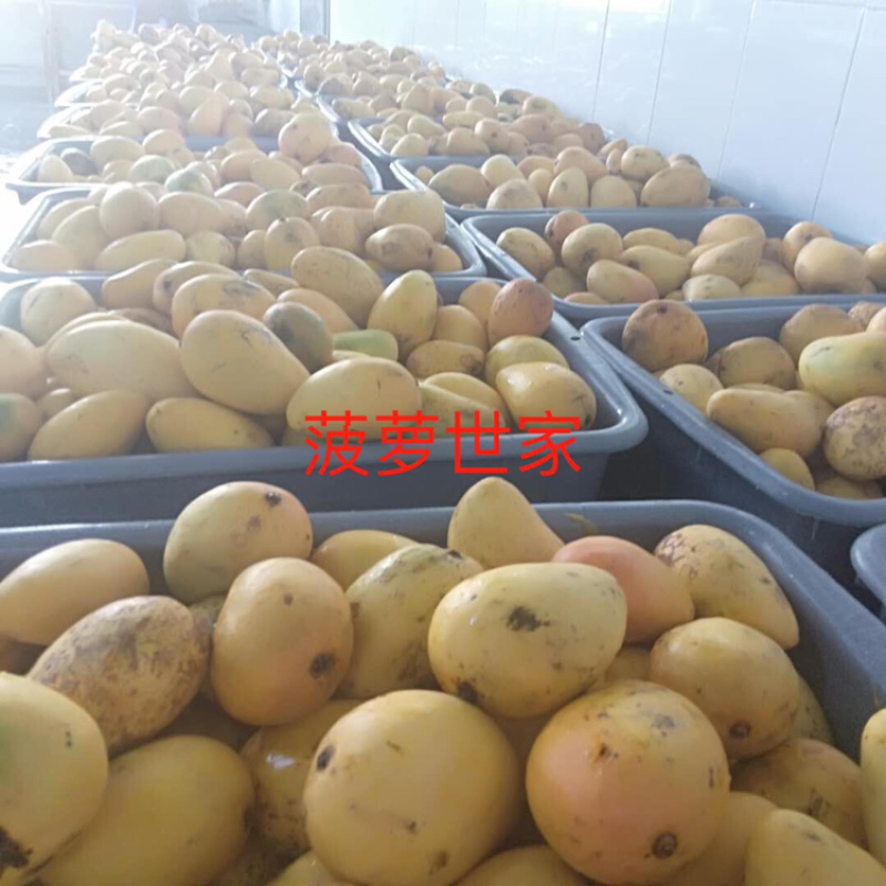 台农芒果速冻块，速冻原料干，口感香甜，一口下去满满的汁