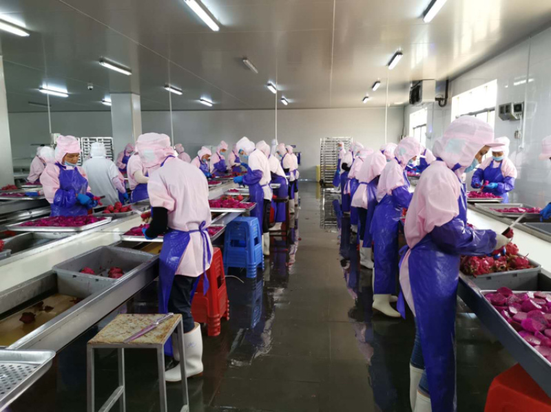 红心火龙果速冻块原料大量供应，可直接食用或用来加工