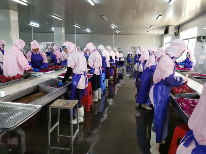 红心火龙果速冻块原料大量供应，可直接食用或用来加工