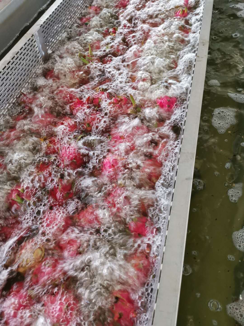 红心火龙果速冻块原料大量供应，可直接食用或用来加工