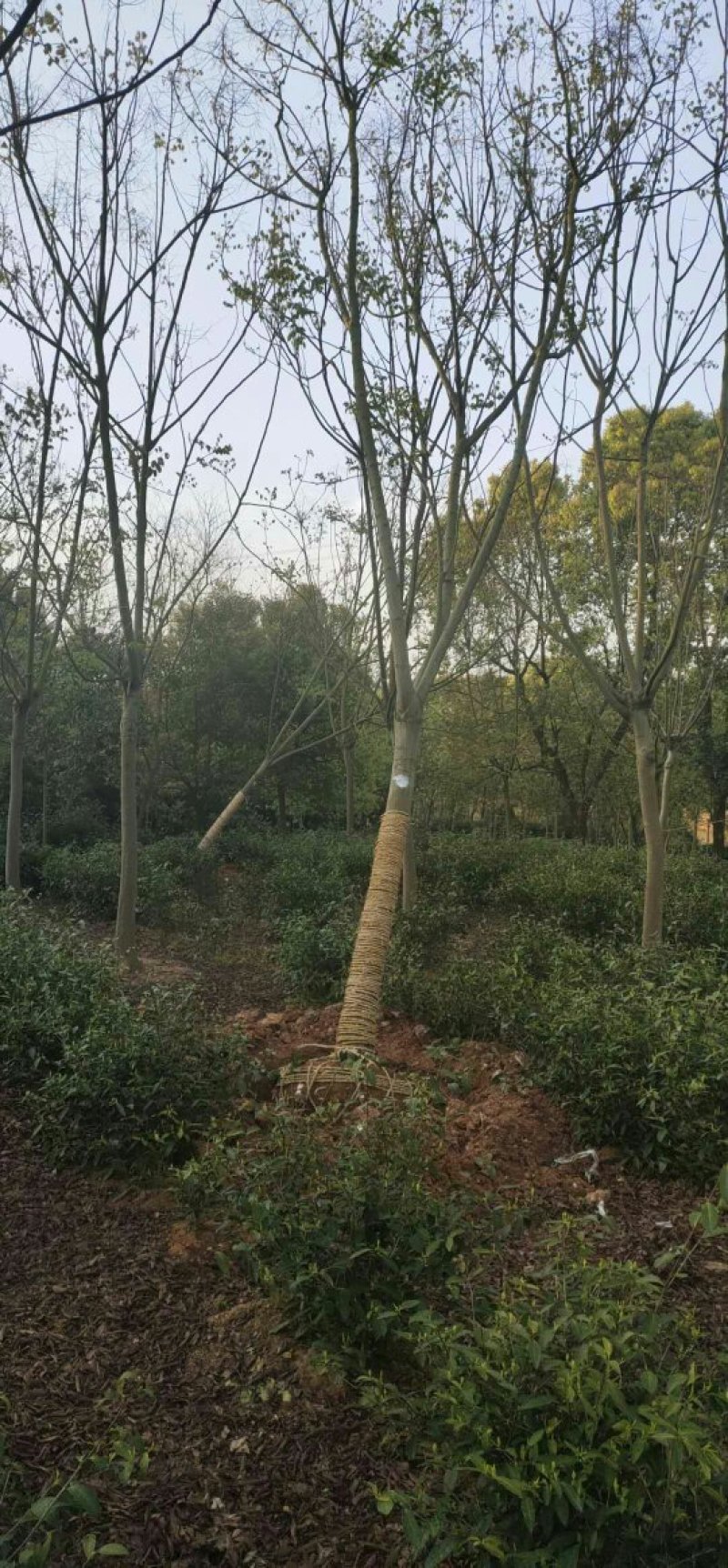 3-17公分黄山栾树，树形优美，价格实惠！欢迎实地考察选