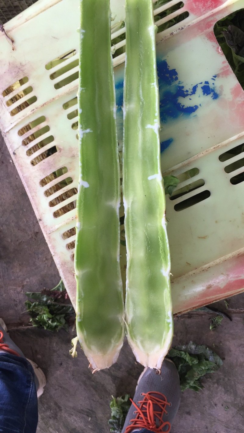 莴笋