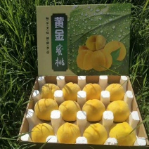 山东蒙阴黄桃黄金蜜桃蟠桃黄油桃水蜜桃，电商一件代发